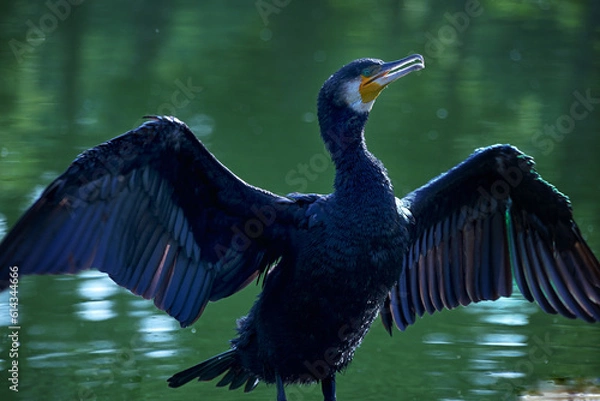 Fototapeta 公園の川鵜