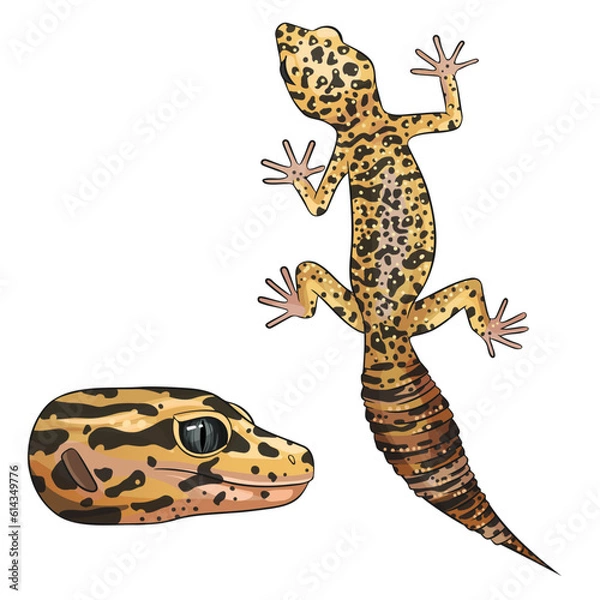 Fototapeta Vector illustration of an eublefar. Leopard gecko wild type