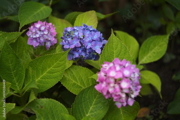 Fototapeta 可憐に咲く花 紫陽花