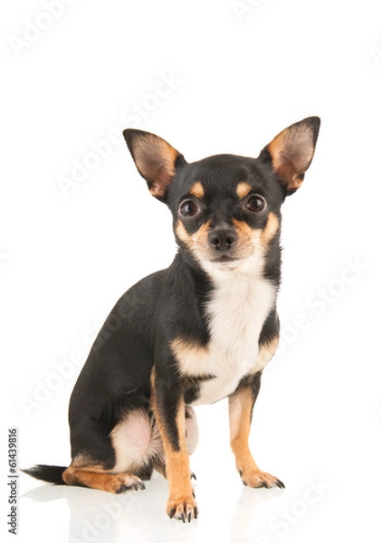 Obraz Chihuahua isolated over white background