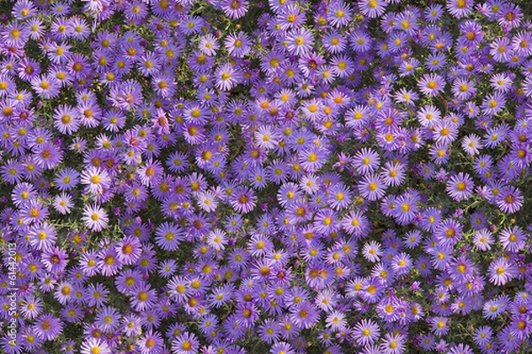 Obraz Seamless flowers pattern