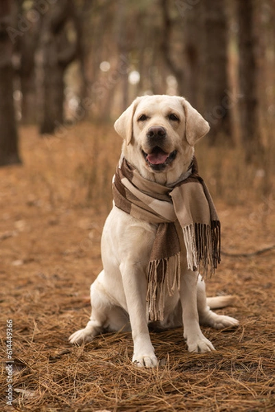 Fototapeta Labrador in the autumn forest with a scarf around his neck.