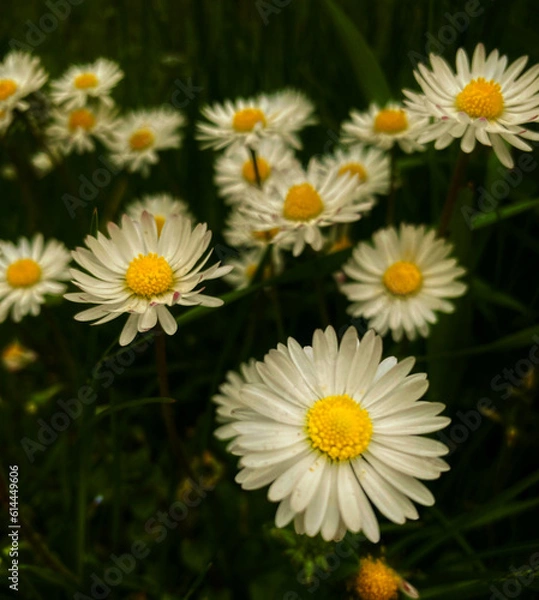 Obraz daisies in a garden