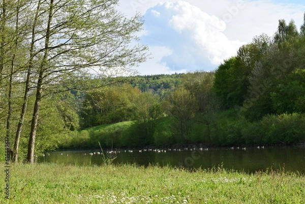 Obraz lake in the forest