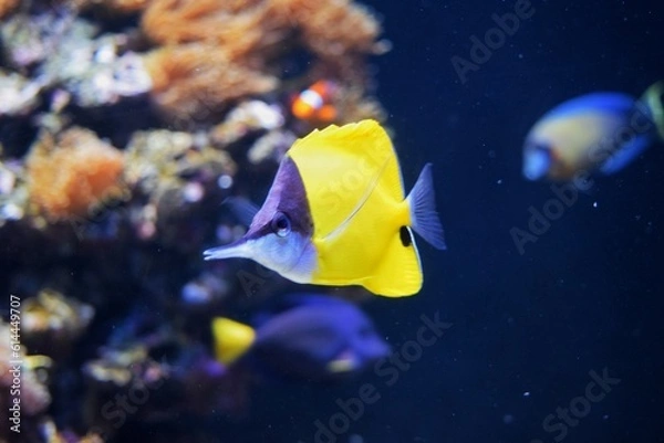 Obraz yellow tang fish