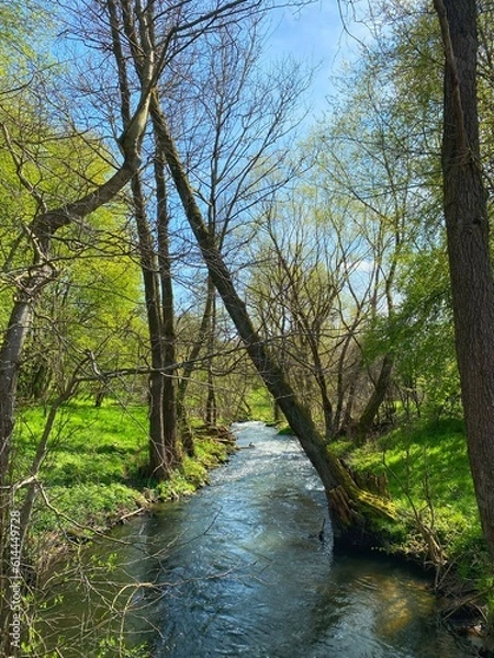 Obraz river in the woods