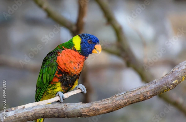 Obraz colorful small parrot 