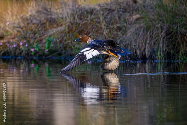 Fototapeta Knuthöjdsmossen 