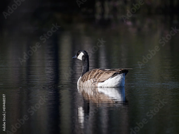 Obraz Knuthöjdsmossen 