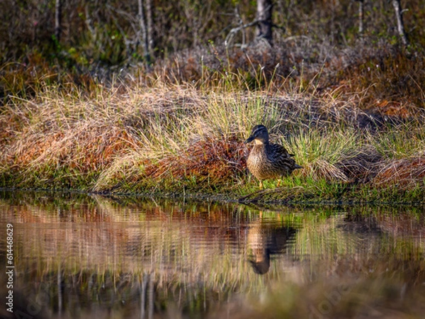 Fototapeta Knuthöjdsmossen 