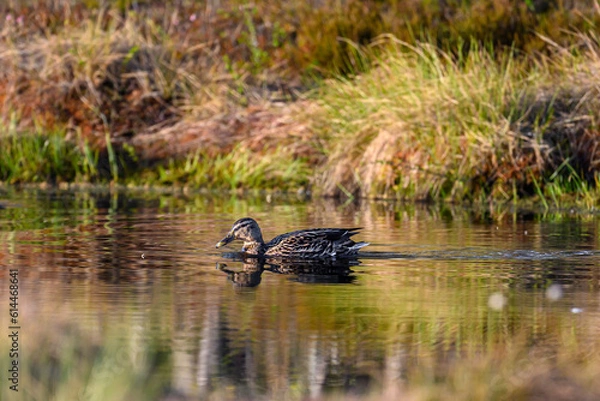 Fototapeta Knuthöjdsmossen 