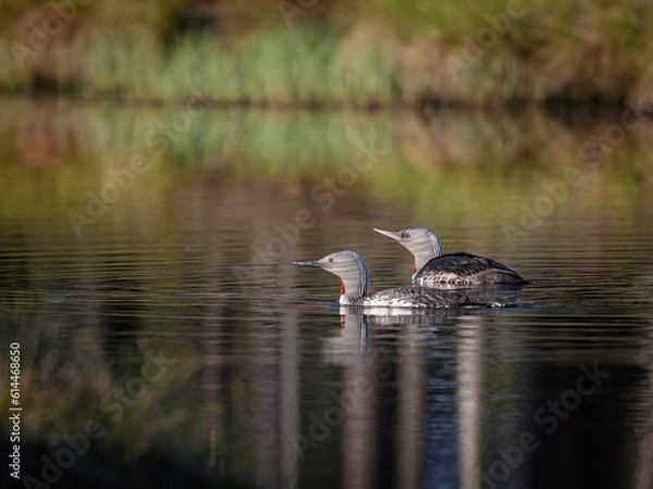 Fototapeta Knuthöjdsmossen 