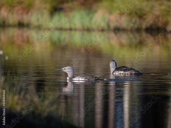 Fototapeta Knuthöjdsmossen 