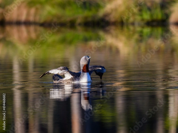 Fototapeta Knuthöjdsmossen 