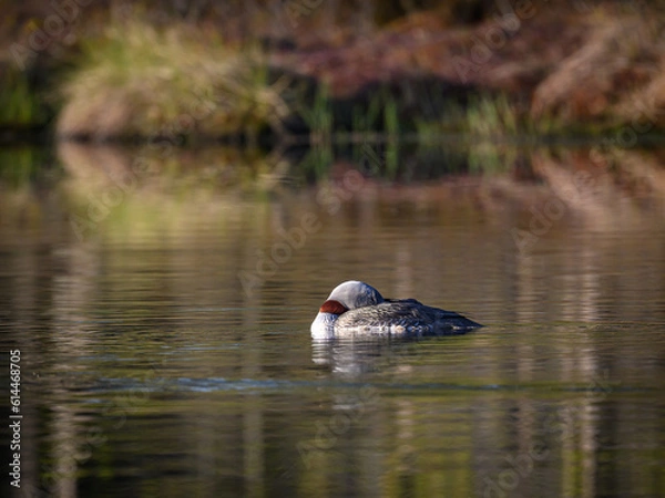 Fototapeta Knuthöjdsmossen 