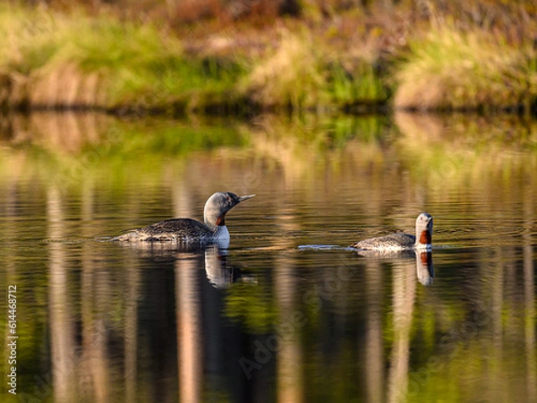 Fototapeta Knuthöjdsmossen 