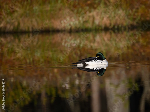 Fototapeta Knuthöjdsmossen 