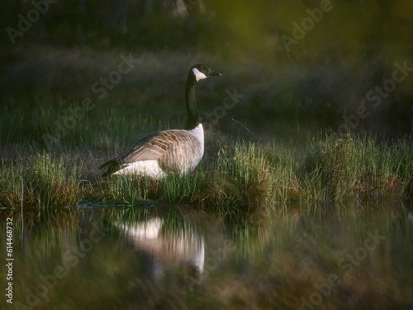 Fototapeta Knuthöjdsmossen 