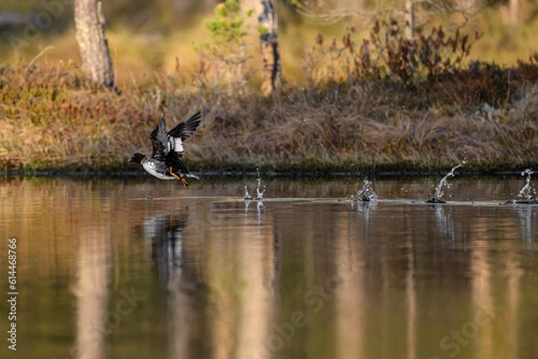 Fototapeta Knuthöjdsmossen 