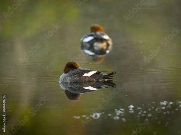 Fototapeta Knuthöjdsmossen 