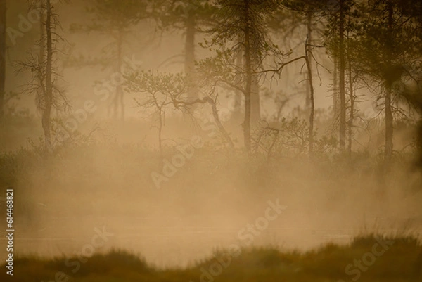 Fototapeta Knuthöjdsmossen 