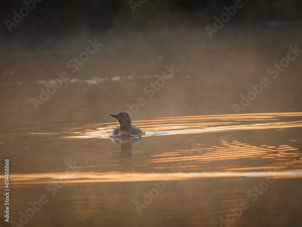 Obraz Knuthöjdsmossen 