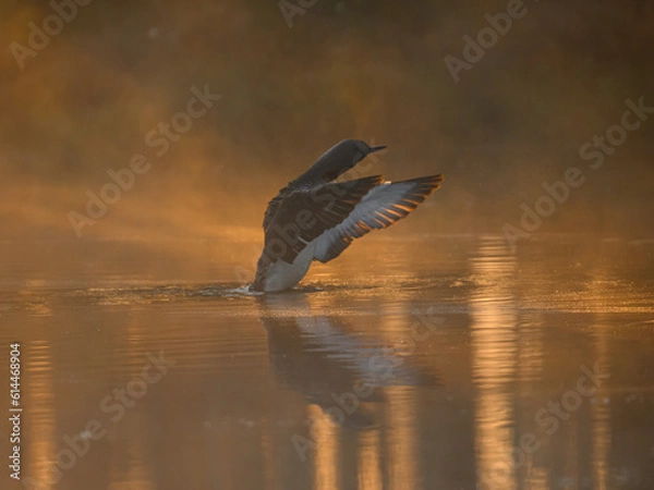 Fototapeta Knuthöjdsmossen 