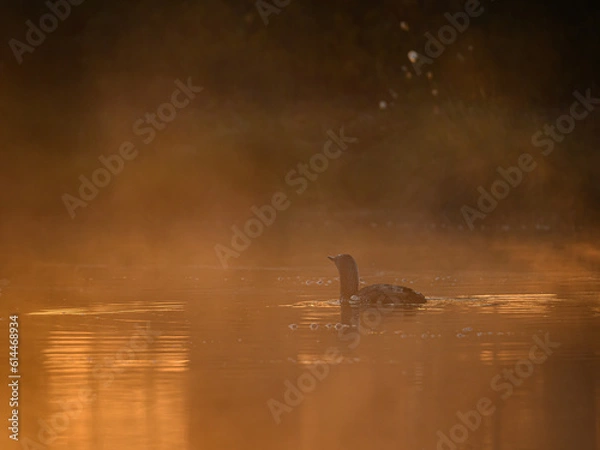 Obraz Knuthöjdsmossen 
