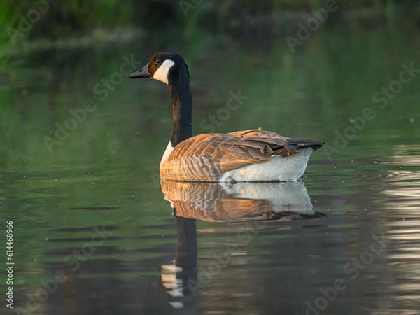 Fototapeta Knuthöjdsmossen 