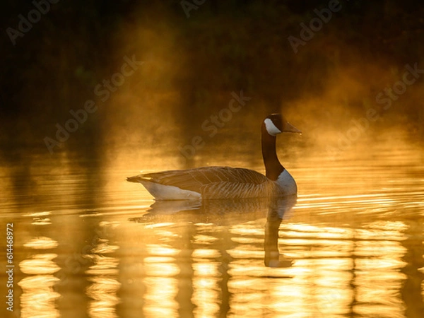 Fototapeta Knuthöjdsmossen 
