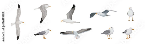 Obraz Gray and White Seagull Bird in Different Pose Vector Set