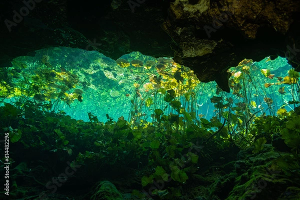 Obraz Under the Lillies