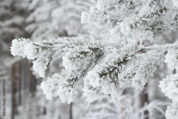 Obraz Spruce branches in the snow