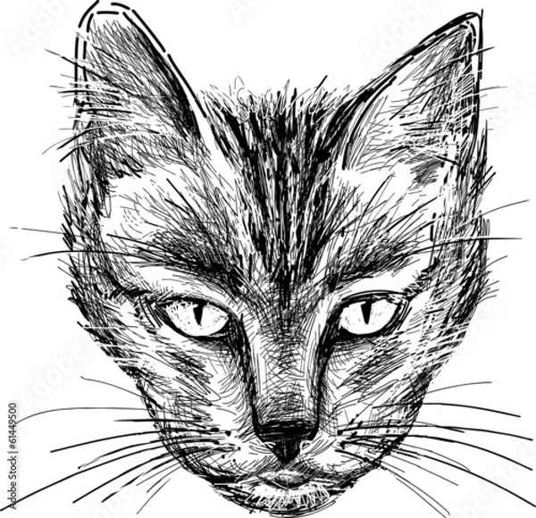 Fototapeta angry cat