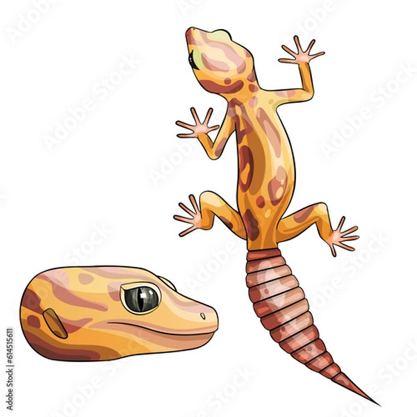 Fototapeta Vector illustration of an eublepharis. Leopard gecko tremper albino 
