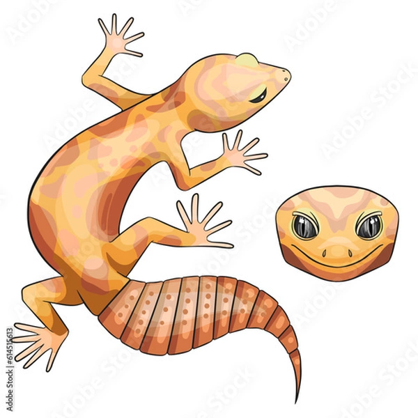 Fototapeta Vector illustration of an eublepharis. Leopard gecko tremper albino 