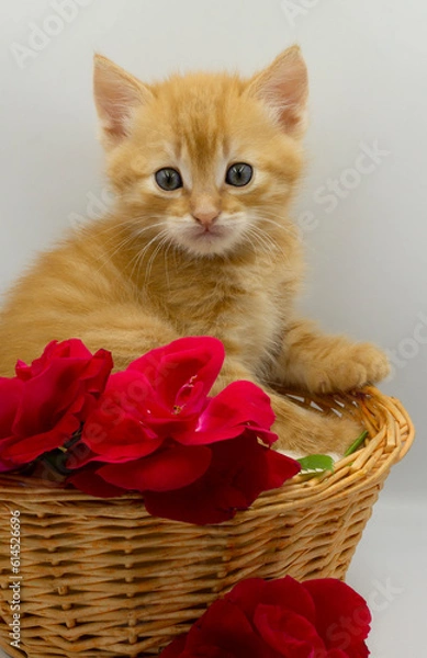 Fototapeta red cat to flowers, kitten and flowers