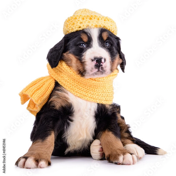 Obraz Puppy Bernese Mountain Dog