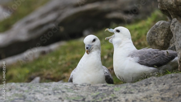 Obraz Fulmar