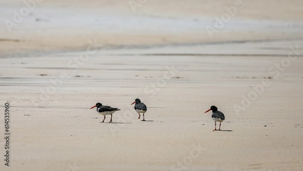 Obraz oystercatcher
