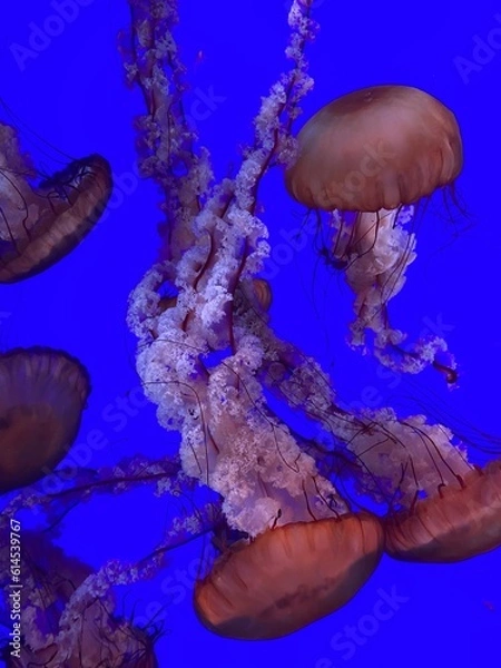 Fototapeta jellyfish in aquarium