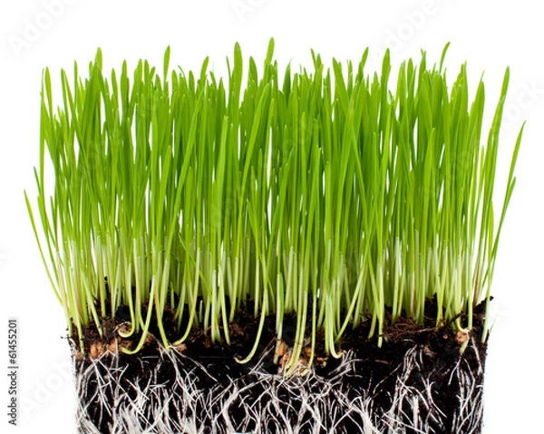 Obraz green grass with ground