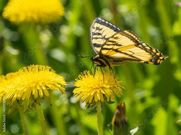 Obraz Swallowtail Butterfly on a Dandelion