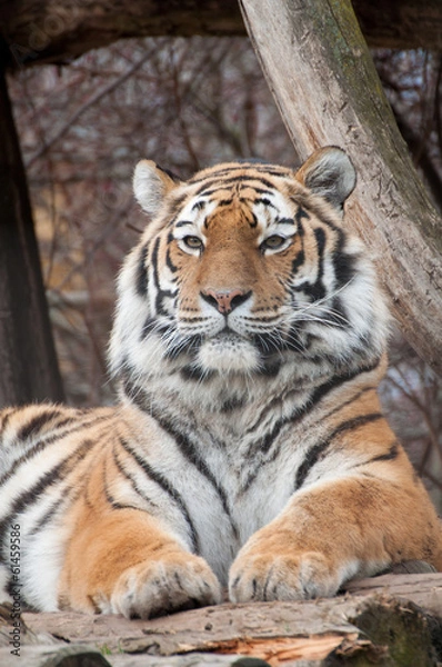 Obraz Sibirischer Tiger