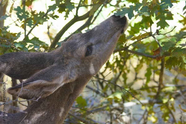 Fototapeta Deer sniffing lunch