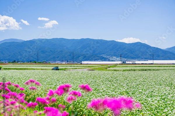 Fototapeta 初夏の安曇野　満開のそば畑