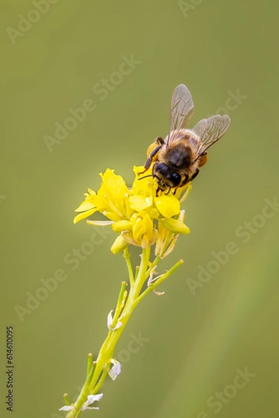 Obraz Bees with flowers