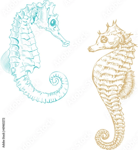 Obraz Seahorses