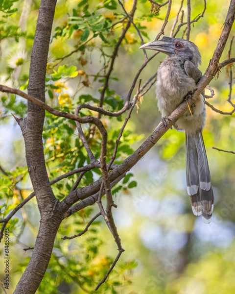 Obraz A grey hornbill perching on a branch