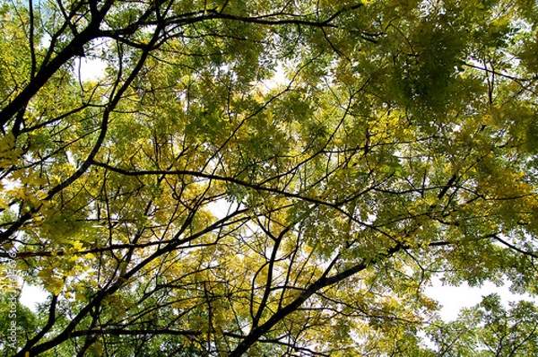 Obraz underside of a tree 2